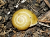 Cepaea cf. hortensis Cepaea cf. hortensis
