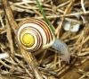 Cepaea cf. hortensis Cepaea cf. hortensis