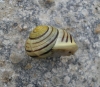 Cepaea hortensis Cepaea hortensis