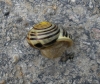 Cepaea hortensis Cepaea hortensis