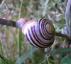 Cepaea hortensis Cepaea hortensis