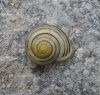 Cepaea hortensis Cepaea hortensis