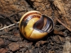 Cepaea nemoralis