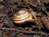 Cepaea nemoralis Cepaea nemoralis
