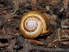 Cepaea nemoralis Cepaea nemoralis