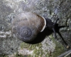 Chilostoma desmoulinsi Chilostoma desmoulinsi