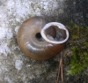 Chilostoma desmoulinsi Chilostoma desmoulinsi