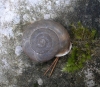 Chilostoma desmoulinsi Chilostoma desmoulinsi