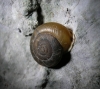 Chilostoma desmoulinsi Chilostoma desmoulinsi