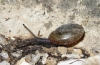 Chilostoma desmoulinsi Chilostoma desmoulinsi