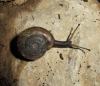 Chilostoma desmoulinsi Chilostoma desmoulinsi