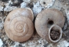 Chilostoma desmoulinsi