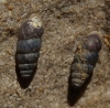 Chondrina avenacea Chondrina avenacea