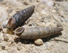 Clausilia cf. bidentata abietina