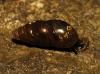 Cochlicopa lubrica