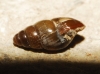 Cochlicopa lubrica