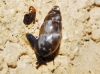 Cochlicopa lubrica
