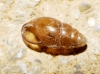 Cochlicopa lubrica