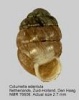 Columella edentula