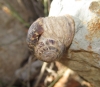 Cornu aspersum aspersum Cornu aspersum aspersum