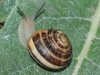 Eobania vermiculata