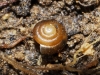 Euconulus sp. Euconulus sp.