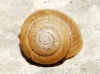 Euomphalia strigella