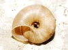 Euomphalia strigella