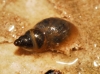 Galba truncatula Galba truncatula