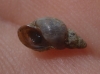 Galba truncatula Galba truncatula