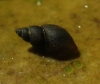 Galba truncatula Galba truncatula