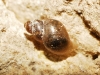 Galba truncatula Galba truncatula