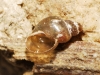 Galba truncatula Galba truncatula