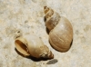 Galba truncatula Galba truncatula
