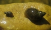 Galba truncatula y Radix balthica Galba truncatula y Radix balthica