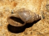 Galba truncatula Galba truncatula