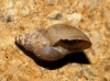 Galba truncatula Galba truncatula