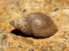 Galba truncatula Galba truncatula