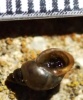 Galba truncatula Galba truncatula