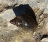 Galba truncatula Galba truncatula