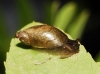 Oxyloma elegans
