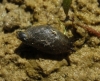 Oxyloma elegans Oxyloma elegans