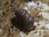 Pupilla muscorum