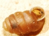 Pupilla muscorum