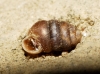 Pupilla muscorum