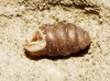 Pupilla muscorum
