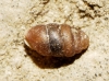 Pupilla muscorum