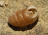 Pupilla muscorum