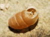 Pupilla muscorum