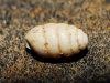 Pupilla sp.